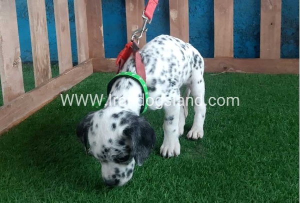 --dalmation-107_5
