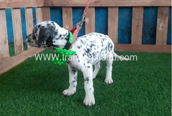 --dalmation-107_6