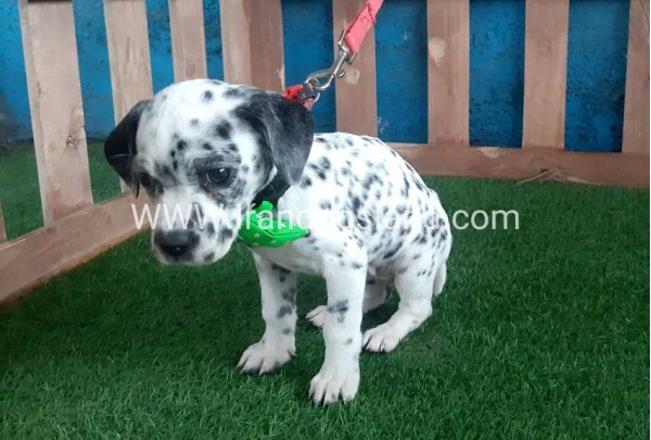 --dalmation-107_7