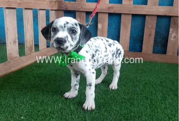 --dalmation-107_8