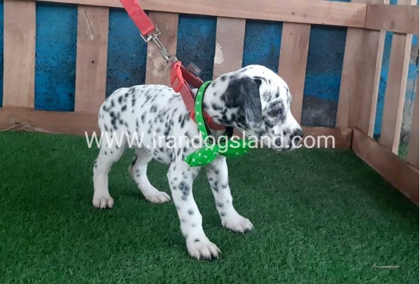 --dalmation-107_9