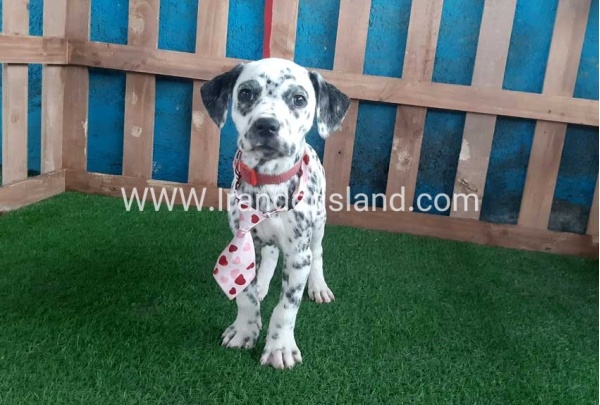 --dalmation-108_1