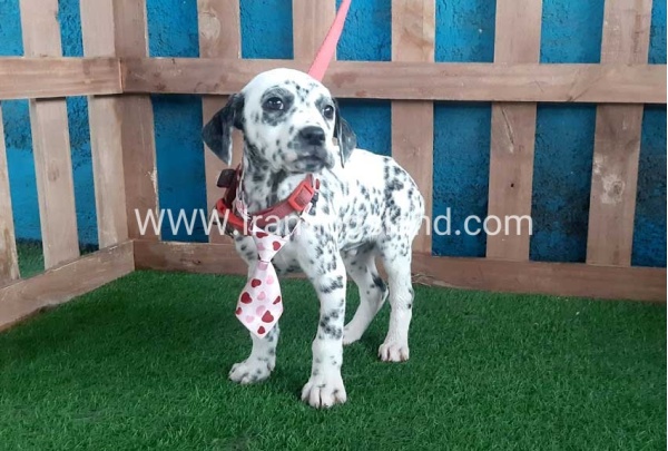 --dalmation-108_3
