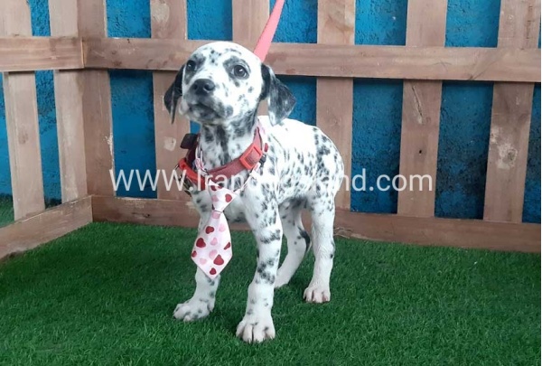 --dalmation-108_4