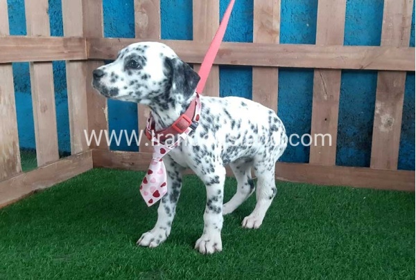--dalmation-108_5