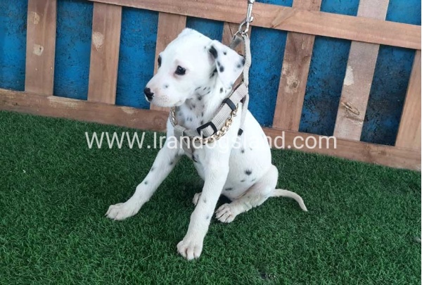 --dalmation-109_1