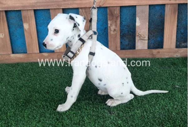 --dalmation-109_10