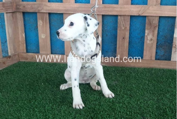 --dalmation-109_11