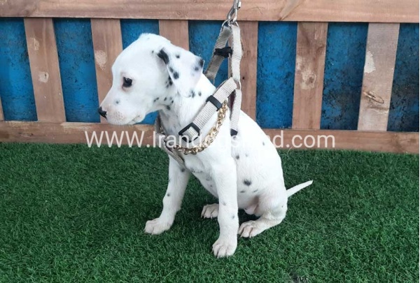 --dalmation-109_2
