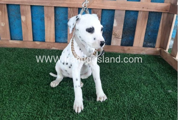 --dalmation-109_3