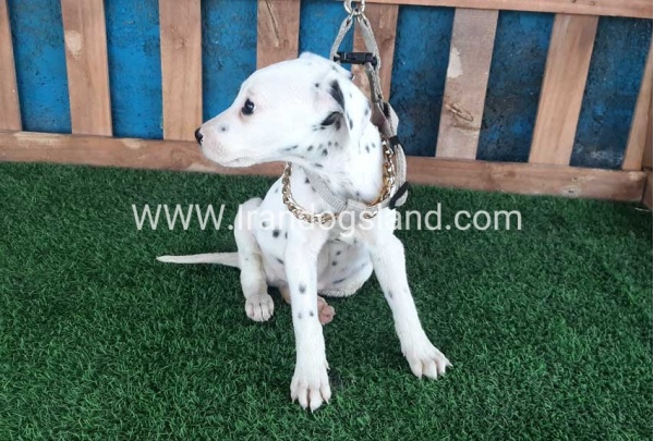 --dalmation-109_4