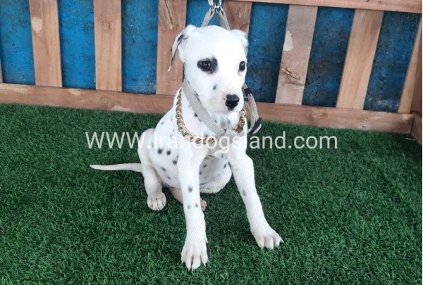--dalmation-109_5