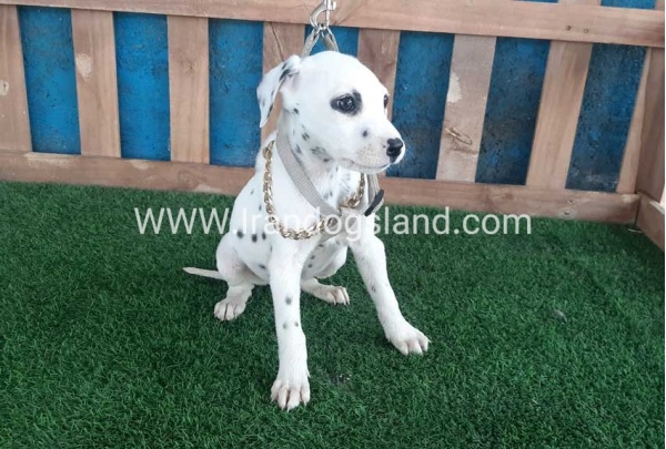 --dalmation-109_6