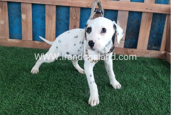 --dalmation-109_7