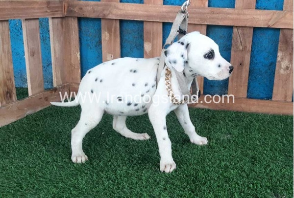 --dalmation-109_8
