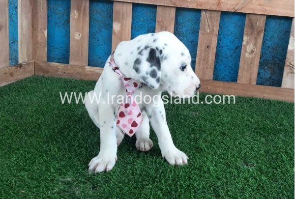 --dalmation-110_1
