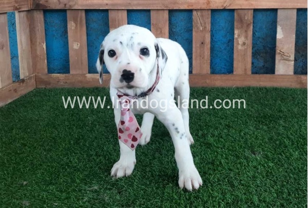 --dalmation-110_10