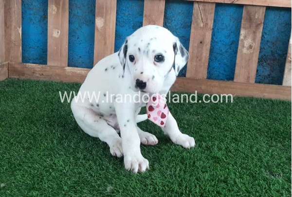 --dalmation-110_2