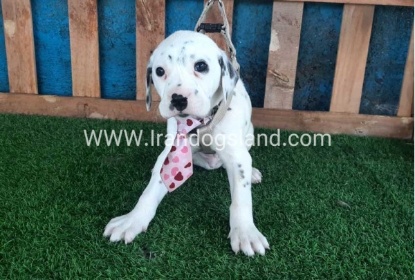 --dalmation-110_3