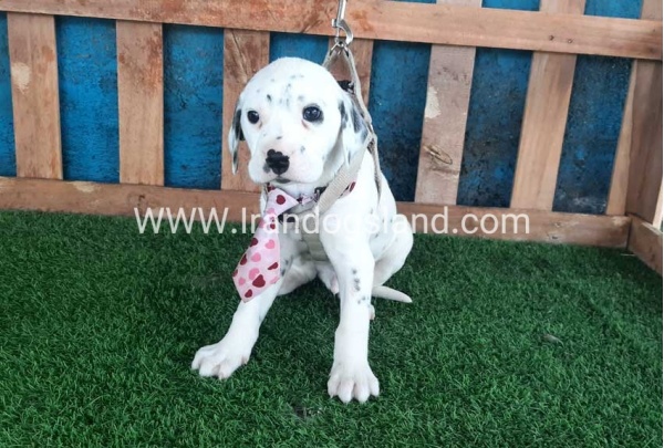 --dalmation-110_4