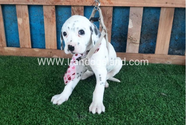 --dalmation-110_5