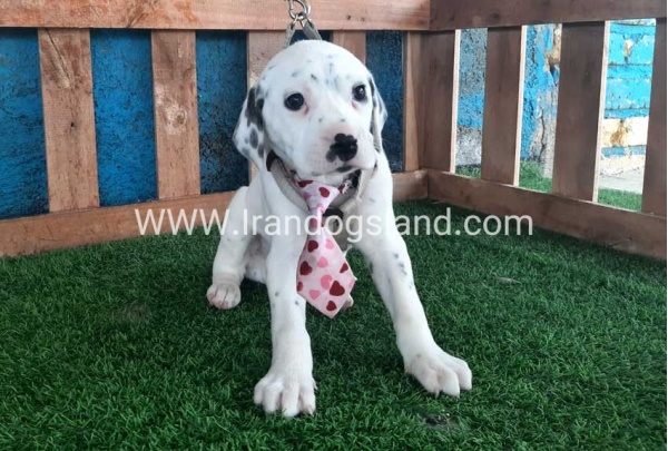 --dalmation-110_6