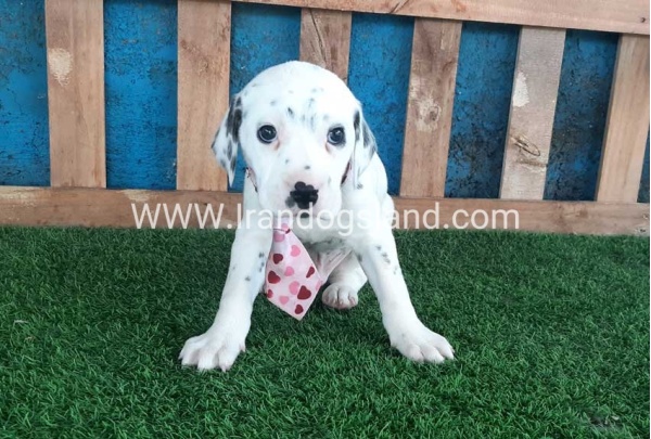 --dalmation-110_7
