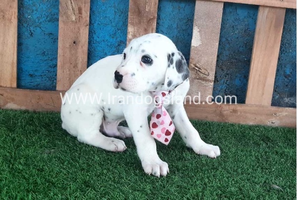 --dalmation-110_8