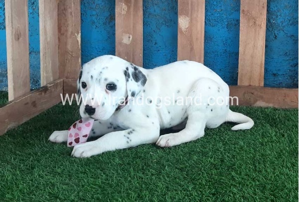 --dalmation-110_9