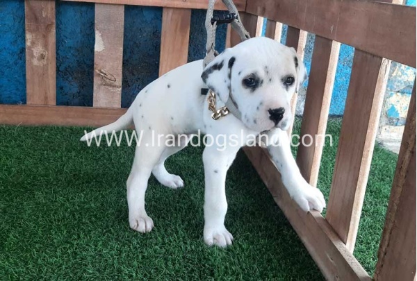--dalmation-111_1