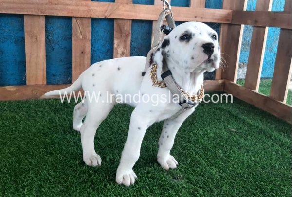 --dalmation-111_10