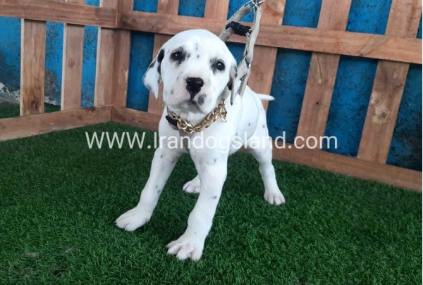 --dalmation-111_11