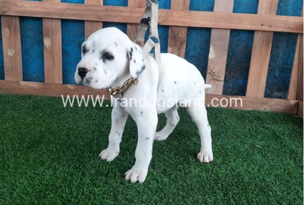 --dalmation-111_2