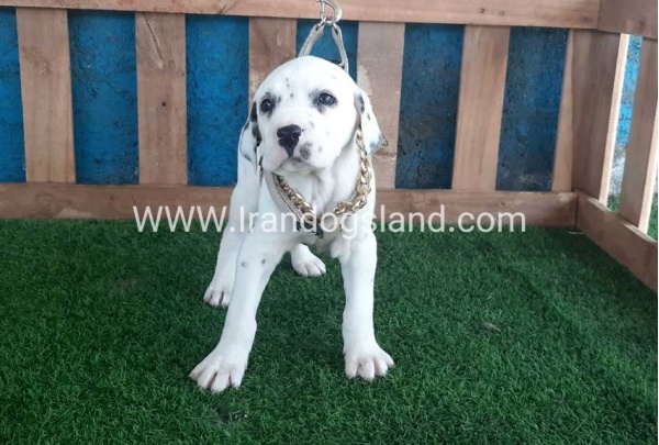 --dalmation-111_3