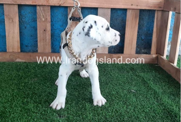--dalmation-111_4