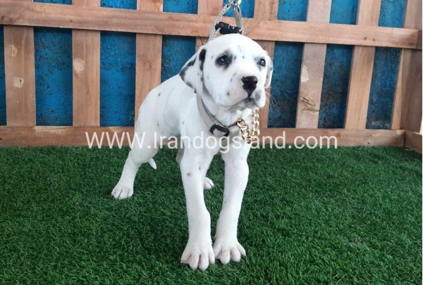 --dalmation-111_5