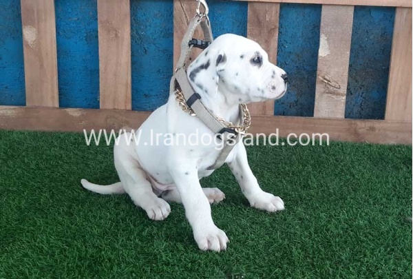 --dalmation-111_6