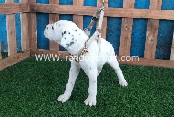 --dalmation-111_7