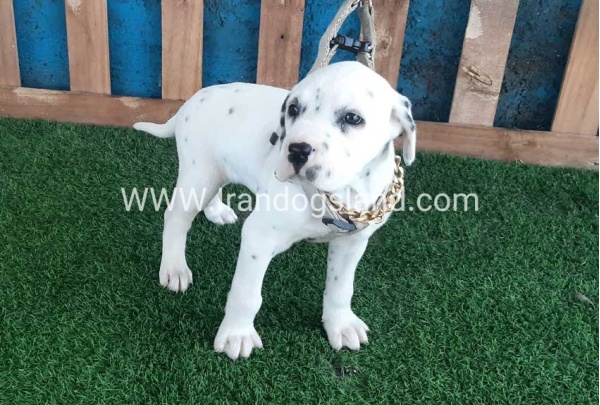 --dalmation-111_8
