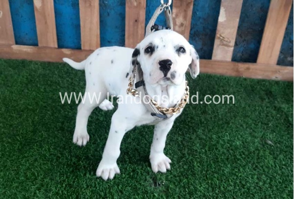 --dalmation-111_9