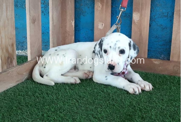 --dalmation-113_1
