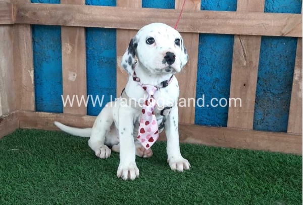 --dalmation-113_2