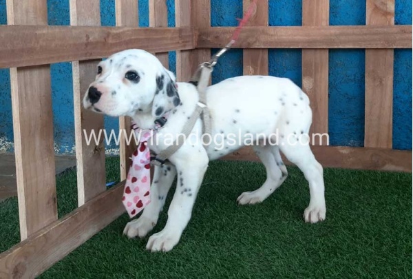 --dalmation-113_3
