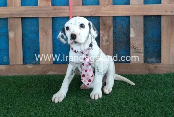 --dalmation-113_4