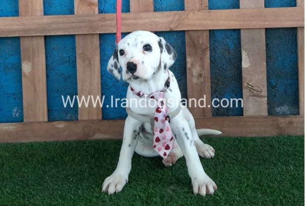 --dalmation-113_5