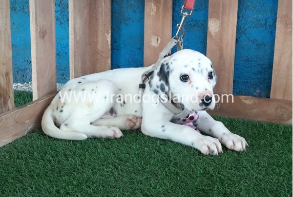 --dalmation-113_6