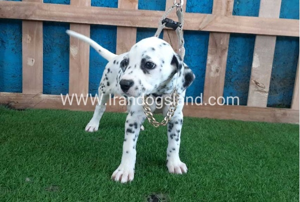 --dalmation-120_1