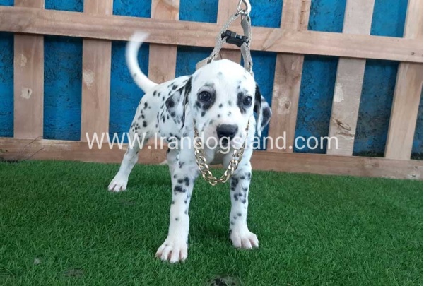 --dalmation-120_2