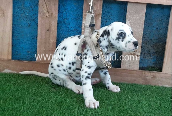 --dalmation-120_3