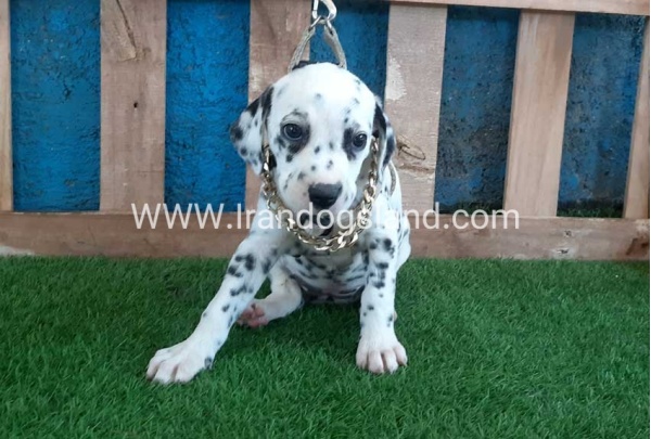 --dalmation-120_4